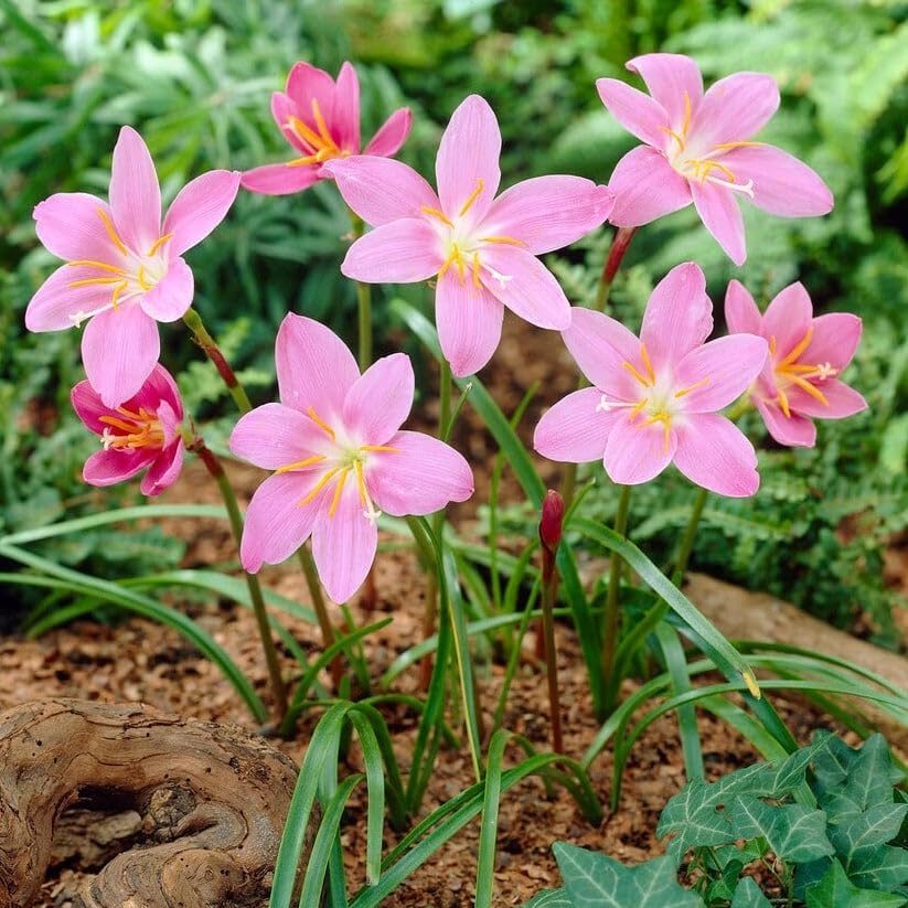 Votaniki Zephyranthes Robustus Bulbs - Long Lasting Blooms, Perennial Rain Lily Bulk & Wholesale Bulbs for Planting | Easy to Grow and Low Maintenance (50 Pack) - Image 2