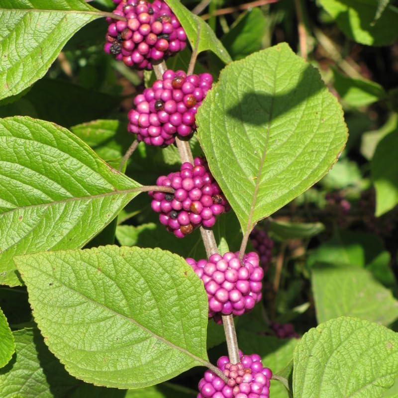 2 American Beautyberry Live Plants, Fruit Shrub, 5-9 Inch Tall - Image 7