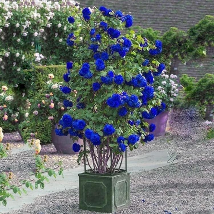 50+ Climbing Rose Seeds Flowers Vine Garden Planting - Image 4