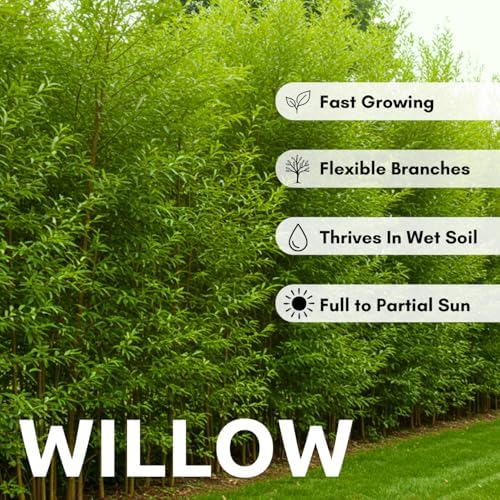 Hybrid Willow Tree Plants for Growing | Fast Privacy Hedge Row, Wind Block, Shade | Fast Growing - 12 Feet Per Year, Fast Growing Trees (10 Trees) - Image 3
