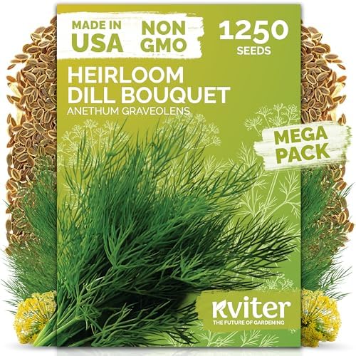 1,250 Dill Heirloom Herb Seeds for Planting, Anethum Graveolens by KVITER