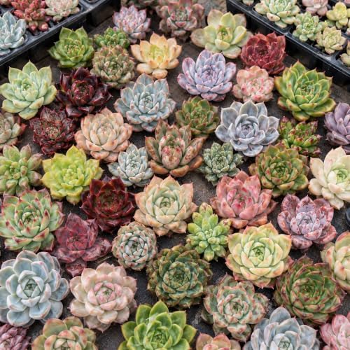 100 Assorted Live Succulent Plants, 0.5–1 Inch Bare Root Bulk Variety - Image 3