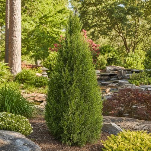 Southern Red Cedar | 1 Live Gallon Size Pot | Juniperus Virginiana Silicicola | Evergreen Privacy Trees | Native Landscape Plants - Image 4