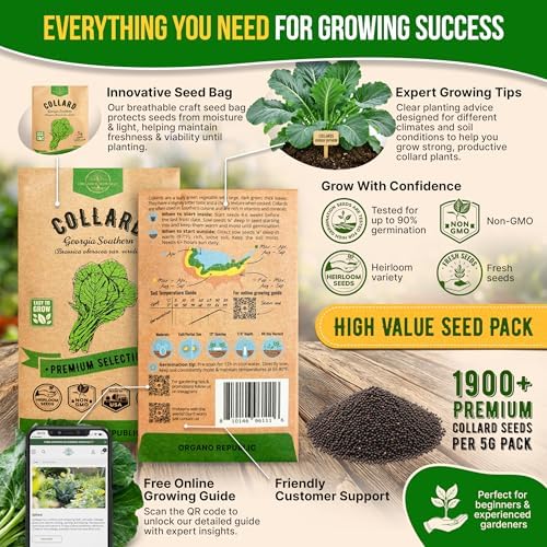 Organo Republic Collard Georgia Southern Seeds Pack 5G - Over 1900 Non-GMO Heirloom Collard Seeds for Planting Vegetable in Individual Seed Packet Vegetables Seeds for Planting Indoor & Outdoor - Image 3