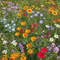 Ferry-Morse Cool Season Bulk Wildflower Seeds, 500,000+, 1 lb by FerryMorse