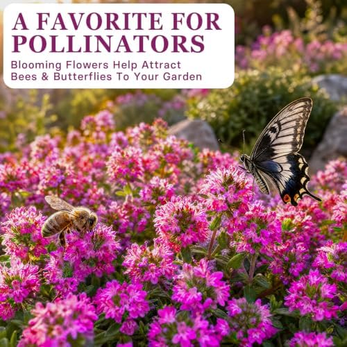 32,000+ Magic Creeping Thyme Seeds for Planting,Thymus Serpyllum - Image 4