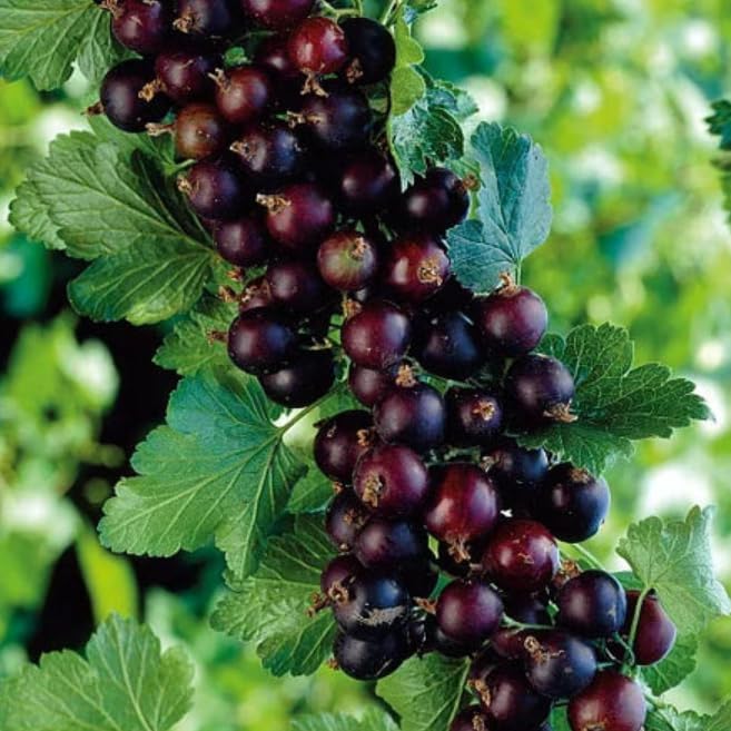Jostaberry Shrub - 6-12" Tall Live Plant - Image 3