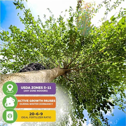 Dwarf Everbearing Black Mulberry Tree (2-Pack) by Wellspring Gardens - Image 5