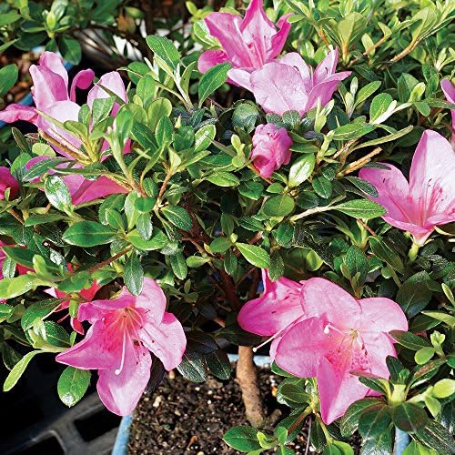 Brussel's Bonsai - Small Satsuki Azalea Live Bonsai Tree - Image 4
