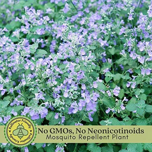 Clovers Garden Catmint (Nepeta) Plants – Two (2) Live Plants – Non-GMO - Not Seeds - Each 4" to 8" Tall – in 4" Inch Pots – Natural Mosquito Plant - Hardy Flowering Perennial Herb, Pollinator Favorite - Image 3