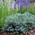 Blue Star Juniper - 20 Live Plants - Juniperus Squamata - Low Maintenance Evergreen Groundcover by FloridaFoliage