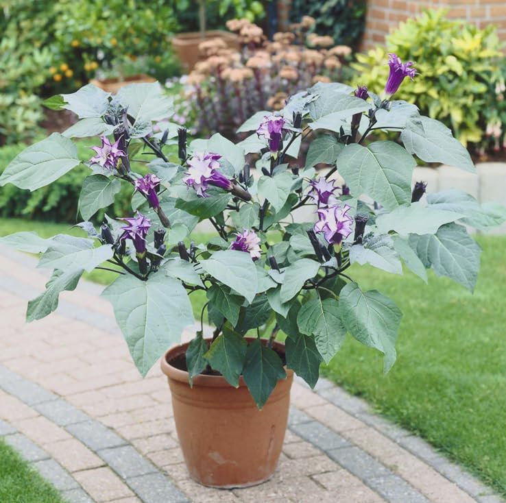 Black Currant Angel’s Trumpet Live Plant – Brugmansia Hybrid – Purple White Flowers – Fragrant Tropical Shrub – in Pot - Image 3