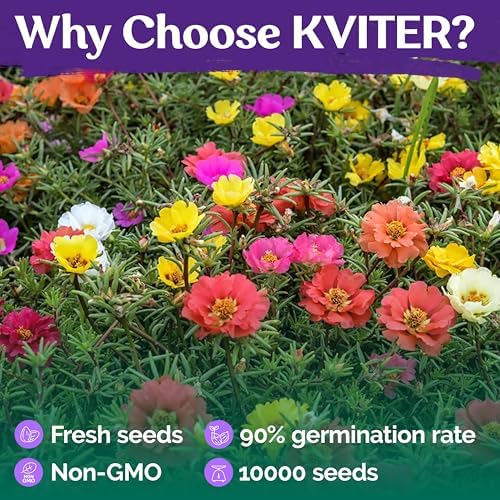 10,000 Mix Moss Rose Seeds for Planting (Portulaca grandiflora) - Purslane Double Flower Portulaca Seed, Drought Tolerant Flowering Ground Cover - Flower Seeds to Plant Outside, Beds, Baskets - Image 5