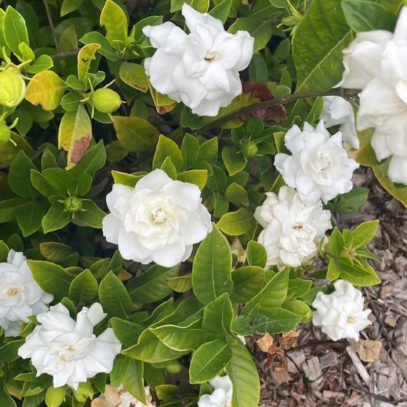 2 Frostproof Arabian Jasmine Plants, Indoor Outdoor Flower, 4-9 Inches - Image 2