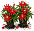 2 Red Passiflora Plants, Colorful Passion Flower Vines, 4-7'' Tall by UIOTER