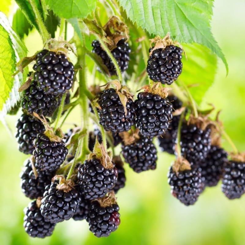 2 Ouachita BlackBerry Live Plants, Outdoor Berry Plant, 4-8 Inch Tall - Image 5