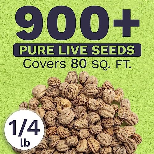 Nasturtium Seeds – Mixed Colors – Bulk Quarter Pound Bag – Over 900 Open Pollinated Non-GMO Flower Seeds – Tropaeolum majus - Image 3