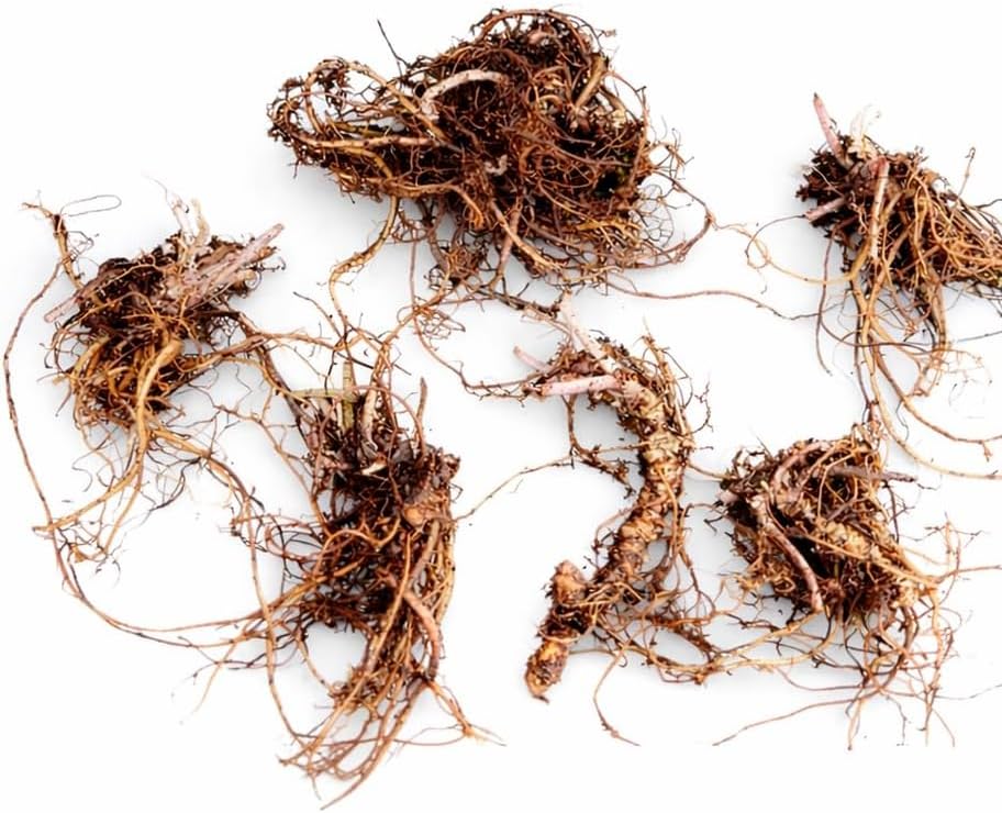 20 Orange Day Lily Bulbs/Roots - Tawny Tiger Daylily Rhizomes - Image 2