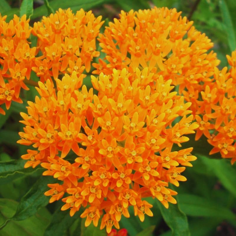 3 Orange Milkweed Live Plants, Asclepias Tuberosa Perennial - Image 5