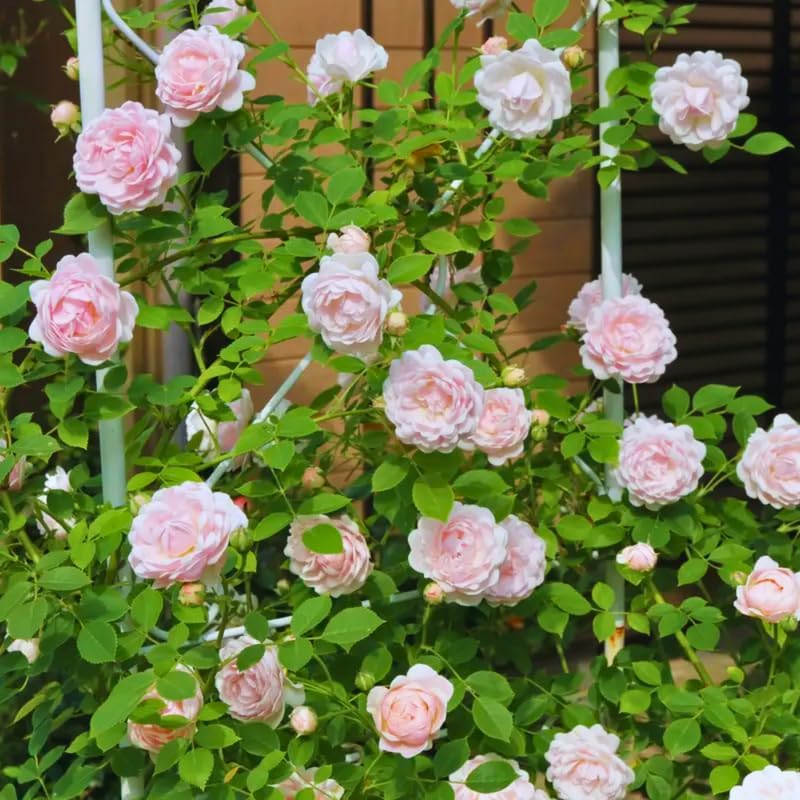 Pink New Dawn Rose Live Plant, Ornamental Rose Plant, 5-7 Inch Tall - Image 3