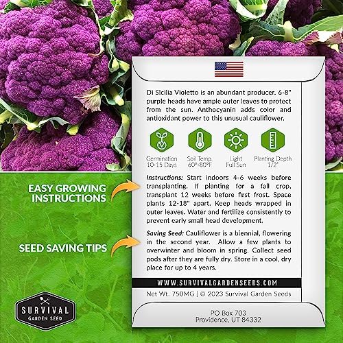 Purple Cauliflower Seeds for Planting, Violetto di Sicilia - 2 Packs - Image 2