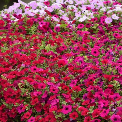 Eden Brothers Petunia Seeds - Wave Carmine Velour - Image 4