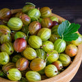 Gooseberry Bush Live Plant, Cold Hardy Berry Tree, 5-10 Inch Tall by HILROQG
