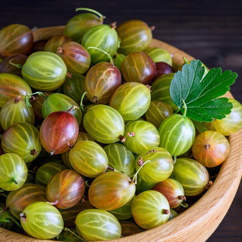 Gooseberry Bush Live Plant, Cold Hardy Berry Tree, 5-10 Inch Tall by HILROQG