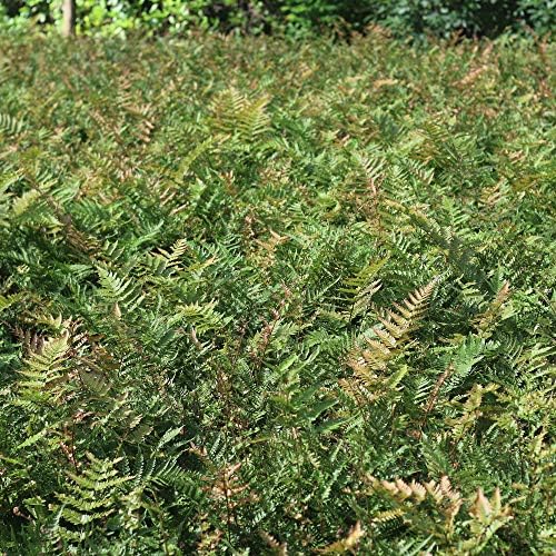 Perfect Plants Autumn Fern, 1 Gallon, Live Perennial - Image 3