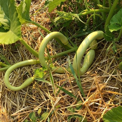Tromboncino Squash Seeds - 90+ Count - for 2026 Planting Italian Zuchetta Rampicante Trombetta Tromboncino Zucchini Cucuzza Snake Bottle Gourd Vegetable Grow Your Own Home Farm Patio - Image 3