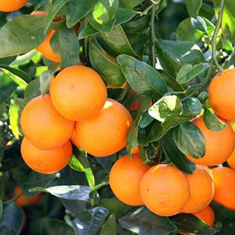 Honey Tangerine (Murcott Mandarin) Tree - 2-5 Inch Tall Live Plant - Potted Indoor/Outdoor Orange Tangor Fruit Seedling - Citrus reticulata 'Murcott' - Image 3