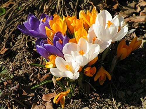 50 Crocus Bulbs - Large Flowering Mix -White, Purple,Blue,Yellow.Bulb Size: 8/9“.walkways or in Your Lawn for Amazing Spring Color.” - Image 2