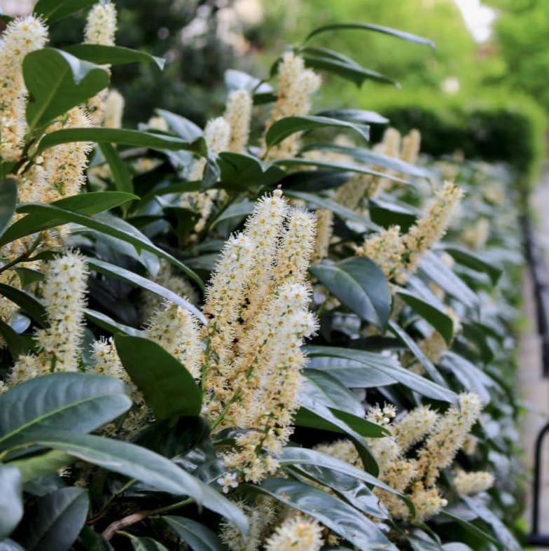 2 Carolina Cherry Laurel Shrubs - 4-6" Tall Live Plants - 3" Pots - Image 6