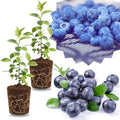 2 Highbush Blueberry Bushes Live Plants, Sweet Fruit Plant, 4-7 Inch Tall by GardenNurserySince1996