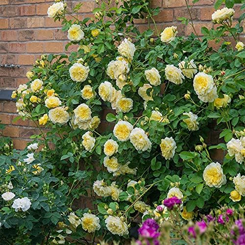 Heirloom English Climbing Roses, Live Own Root Plant, The Pilgrim® - Image 4