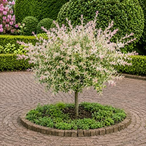 Japanese Dappled Nishiki Willow Tree - 24-36" Tall Live Plant - Gallon Pot - Image 4