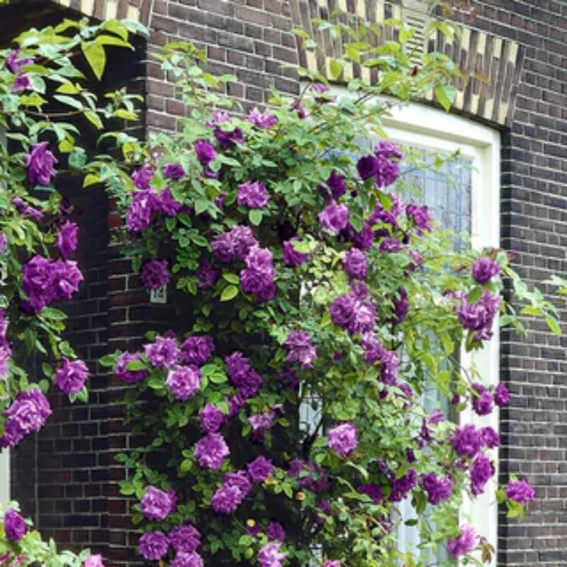 Light Purple Climbing Roses Live Plants, Fragrant Starter 5-9" Tall - Image 7