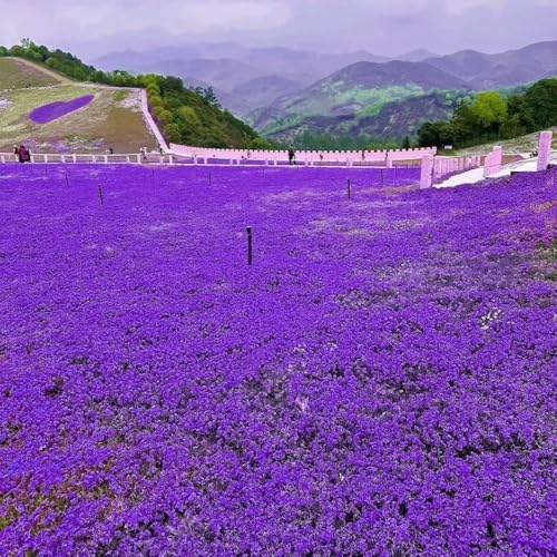 16,000 Creeping Thyme Seeds - Non-GMO Heirloom, Easy Growing Drought Tolerant Low Maintenance, Perennial Aromatic Ground Cover for Garden & Landscaping Outdoor Planting - Image 4