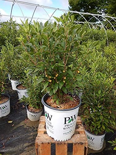 Proven Winners - Ilex verticillata Berry Heavy Gold (Winterberry) Shrub, gold berries, 3 - Size Container - Image 4