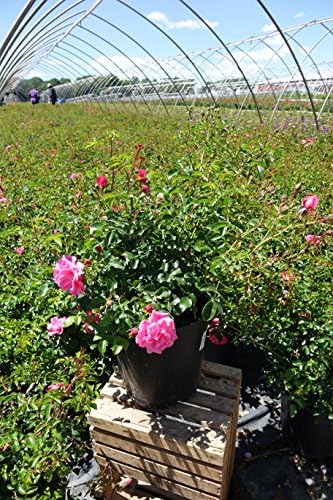 Live Plant from Green Promise Farms Flower Carpet Roses ROSA `FLOWER CARPET PINK` Pink Flower Shrub #2 Size Container Pink - Image 5