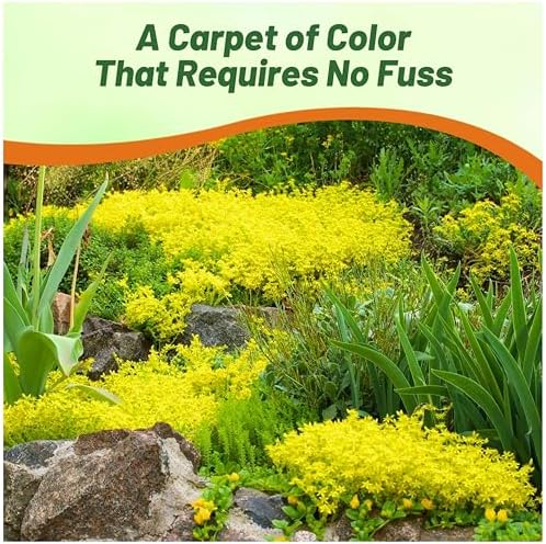 Outsidepride Acre Sedum Seeds - 10000 Pcs Perennial Ground Cover Seeds for Planting, Cold-Hardy & Heat-Tolerant Succulent Plants, Ideal for Rock Gardens, Containers, and Xeriscaping - Image 6