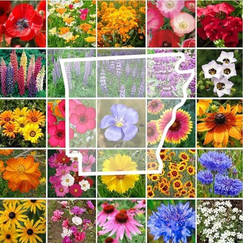 Eden Brothers Arkansas Wildflower Mixed Seeds for Planting, 1 oz by EdenBrothers