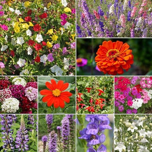 Ferry-Morse Hummingbird Bulk Wildflower Seeds, 148,000+, 1 lb - Image 2