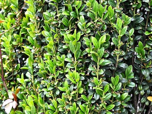 Greenwood Nursery: Live Trees - Sky Pencil Japanese Holly Tree + Ilex Crenata - [Qty: 5X 2.5 Pots] - (Click for Other Available Plants/Quantities) - Image 2