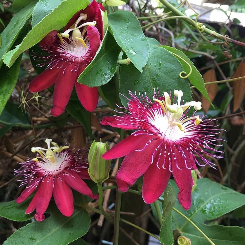 Burgundy Passion Flower Live Plant, Passiflora Trellis Vine, 4-8 Inches - Image 4