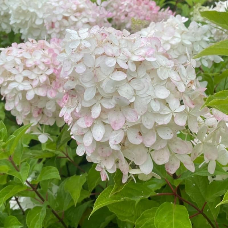 Pink Hydrangea Live Plant, Perennial Flowering Bush, 4-7'' Tall, 2.5'' Pot - Image 7
