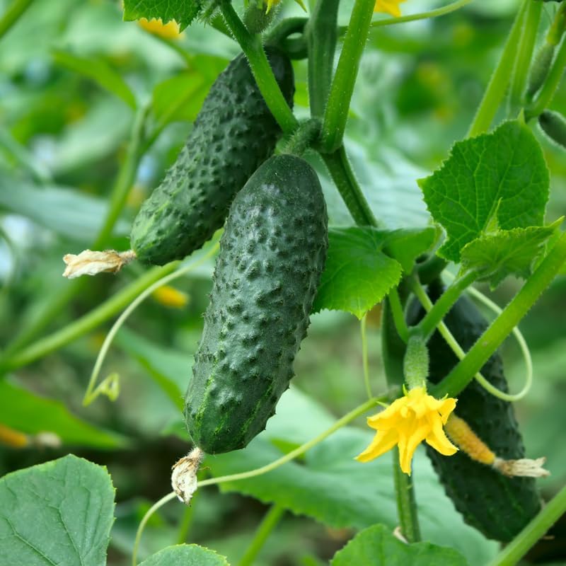 2 Marketmore Cucumber Plants, 4-6" Tall Cucumber Seedlings in 4" Pot - Image 5