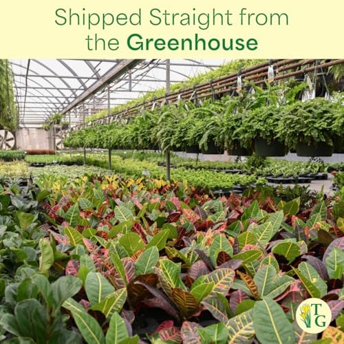 Live Pet Safe Houseplants (3 Pack), Grower's Choice Bundle, 4" Pots - Image 7