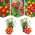 2 Milkweed Live Plants, 5-9 Inch Tall, Asclepias Tuberosa by PlantsSeedsBulbs