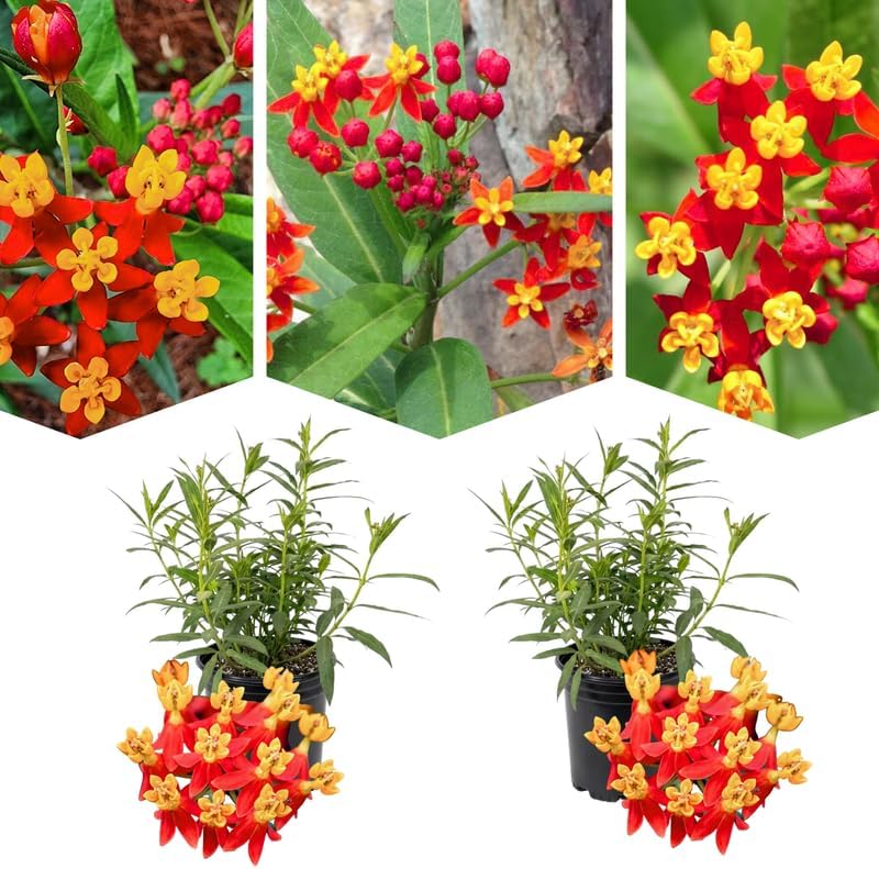 2 Milkweed Live Plants, 5-9 Inch Tall, Asclepias Tuberosa by PlantsSeedsBulbs